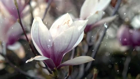 Spring Snowfall on Blooming Trees and Plants Stock Footage 330276717