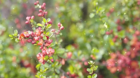 Spring Snowfall on Blooming Trees and Plants Stock Footage 330276745
