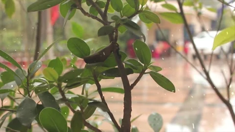 Spring Snowfall on Blooming Trees and Plants Stock Footage 330276770