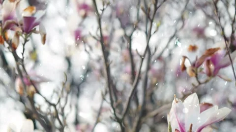 Spring Snowfall on Blooming Trees and Plants Stock Footage 330276771