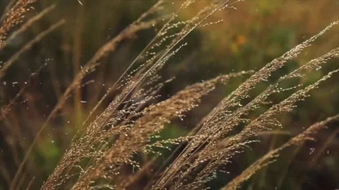 Spring Snowfall on Blooming Trees and Plants Video stock 330276857