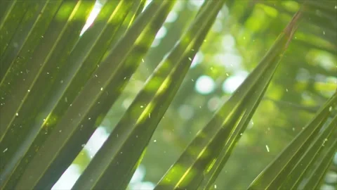 Spring Snowfall on Blooming Trees and Plants Stock Footage 330276949