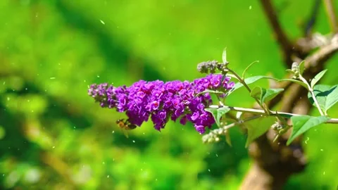 Spring Snowfall on Blooming Trees and Plants Vídeo Stock 330276989