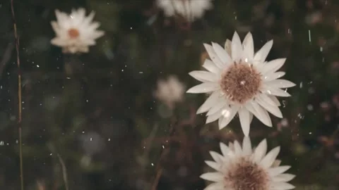 Spring Snowfall on Blooming Trees and Plants Video stock 330277013