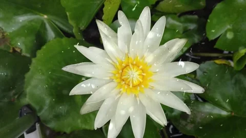 Spring Snowfall on Blooming Trees and Plants Vídeo Stock 330277037