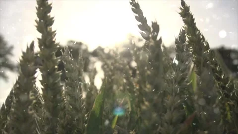 Spring Snowfall on Blooming Trees and Plants Stock Footage 330277042