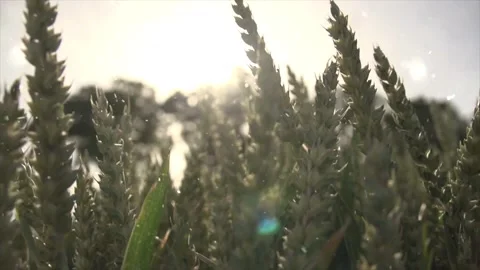 Spring Snowfall on Blooming Trees and Plants Stock Footage 330277048