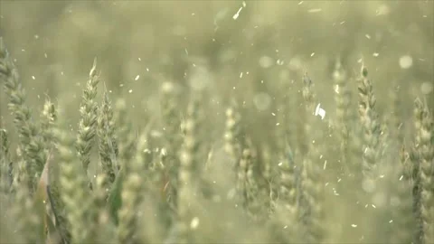 Spring Snowfall on Blooming Trees and Plants Stock Footage 330277049