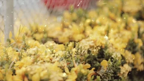 Spring Snowfall on Blooming Trees and Plants Video stock 330277066