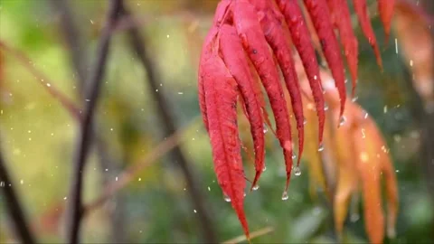 Spring Snowfall on Blooming Trees and Plants Video stock 330277073