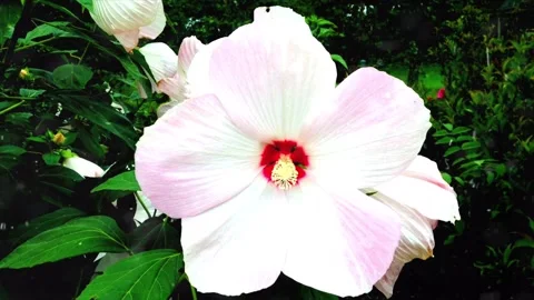 Spring Snowfall on Blooming Trees and Plants Stock Footage 330277096