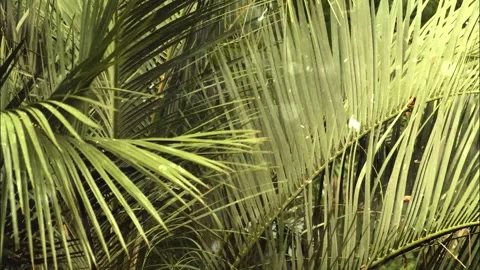 Spring Snowfall on Blooming Trees and Plants Stock Footage 330277108