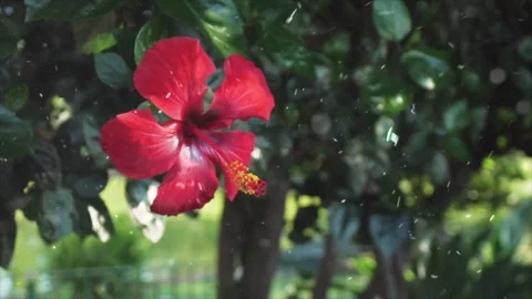 Spring Snowfall on Blooming Trees and Plants Stock Footage 330277130
