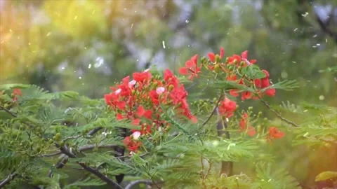 Spring Snowfall on Blooming Trees and Plants Stock Footage 330277133