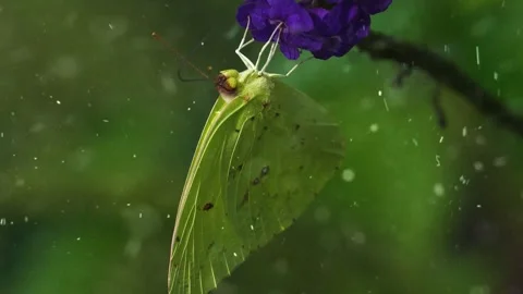 Spring Snowfall on Blooming Trees and Plants 스톡 동영상 330277137