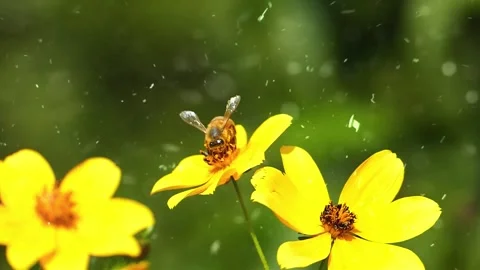 Spring Snowfall on Blooming Trees and Plants Stock Footage 330277153