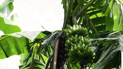 Spring Snowfall on Blooming Trees and Plants Video stock 330277155