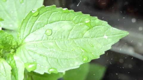 Spring Snowfall on Blooming Trees and Plants Stock Footage 330277163