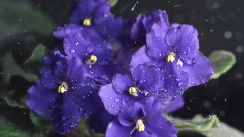 Spring Snowfall on Blooming Trees and Plants Stock Footage 330277166