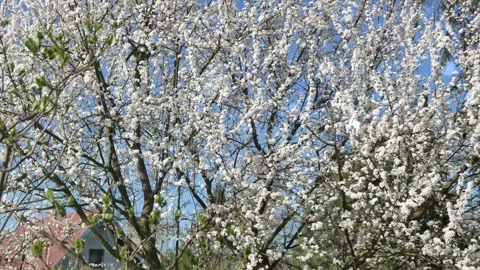 Spring Snowfall on Blooming Trees and Plants 스톡 동영상 330277184