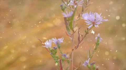 Spring Snowfall on Blooming Trees and Plants Stock Footage 330277185