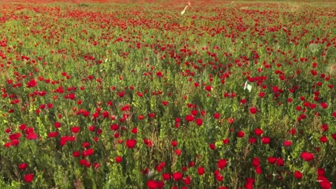 Spring Snowfall on Blooming Trees and Plants Video stock 330277193