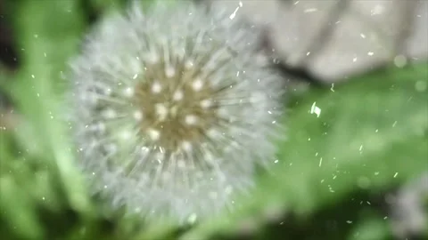 Spring Snowfall on Blooming Trees and Plants Video stock 330277194