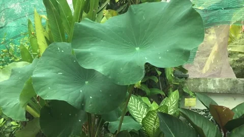 Spring Snowfall on Blooming Trees and Plants Stock Footage 330277208