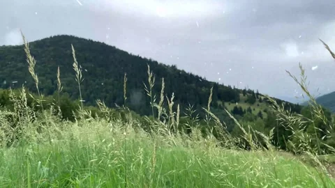 Spring Snowfall on Blooming Trees and Plants Stock-Footage 330277209