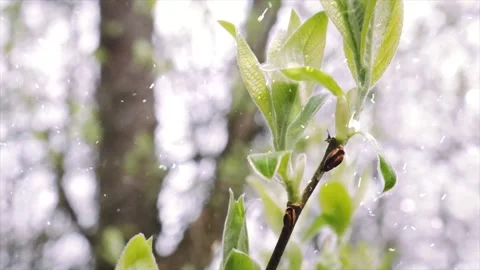 Spring Snowfall on Blooming Trees and Plants 스톡 동영상 330277260