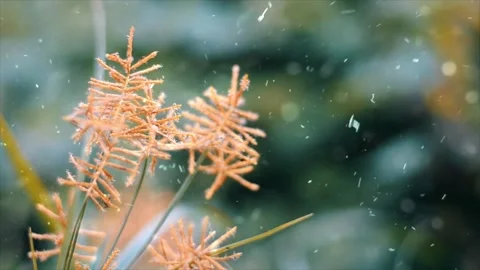 Spring Snowfall on Blooming Trees and Plants Stock Footage 330277261