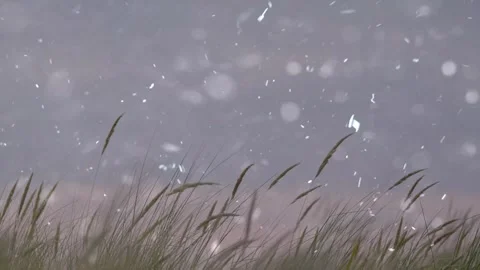 Spring Snowfall on Blooming Trees and Plants Stock Footage 330277275