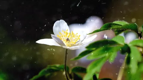 Spring Snowfall on Blooming Trees and Plants Stock Footage 330277276