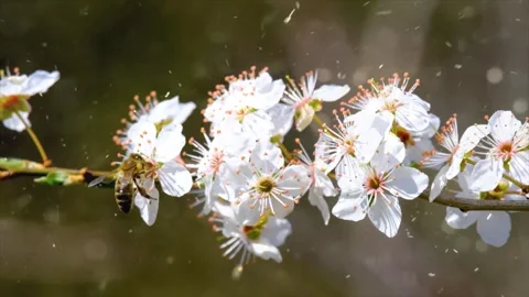 Spring Snowfall on Blooming Trees and Plants Stock Footage 330277290