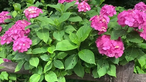 Spring Snowfall on Blooming Trees and Plants Stock Footage 330277291