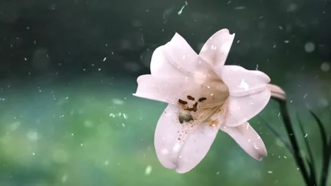 Spring Snowfall on Blooming Trees and Plants Stock Footage 330277292