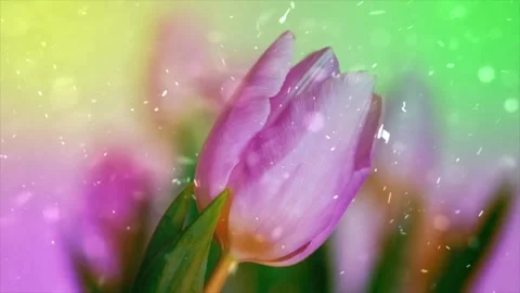 Spring Snowfall on Blooming Trees and Plants Stock-Footage 330277300