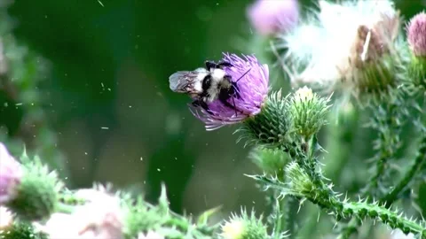 Spring Snowfall on Blooming Trees and Plants 스톡 동영상 330277304