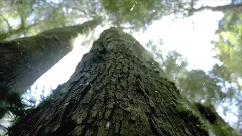 Spring Snowfall on Blooming Trees and Plants Video stock 330277308