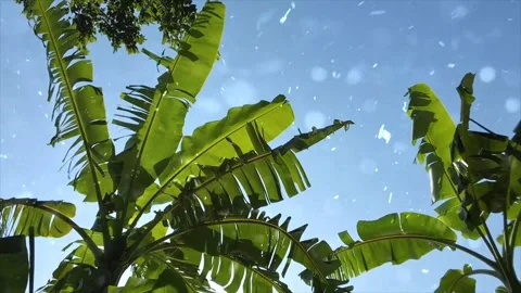 Spring Snowfall on Blooming Trees and Plants Stock Footage 330277309