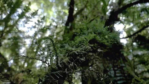 Spring Snowfall on Blooming Trees and Plants Stock Footage 330277312