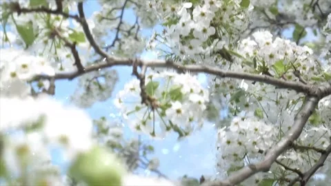 Spring Snowfall on Blooming Trees and Plants Video stock 330277314