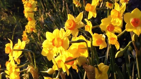 Spring Snowfall on Blooming Trees and Plants Stock Footage 330277315