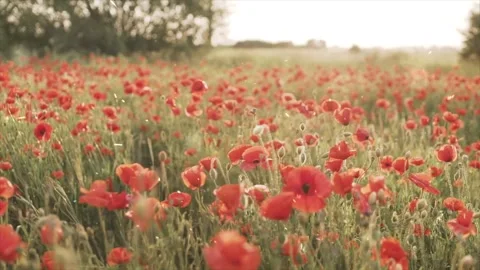 Spring Snowfall on Blooming Trees and Plants Stock Footage 330277316