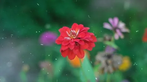 Spring Snowfall on Blooming Trees and Plants Stock Footage 330277325