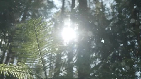 Spring Snowfall on Blooming Trees and Plants Stock Footage 330277331