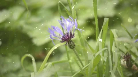 Spring Snowfall on Blooming Trees and Plants Stock Footage 330277337