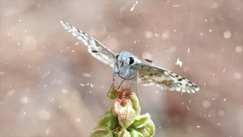 Spring Snowfall on Blooming Trees and Plants 스톡 동영상 330277368