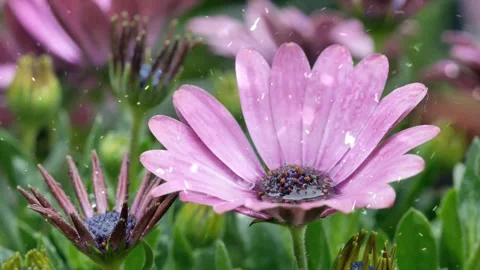 Spring Snowfall on Blooming Trees and Plants 스톡 동영상 330277369