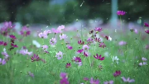 Spring Snowfall on Blooming Trees and Plants Stock-Footage 330277371